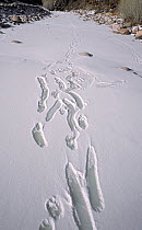 Tracks of two young Snow Leopards (Panthera uncia) playing and gliding on a frozen river, Altai Mountains, Mongolia.