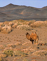 Wild Bactrian Camel (Camelus bactrianus) standing in desert landscape with Saxaul trees (Haloxylon ammodendron) Gobi National Park, Mongolia