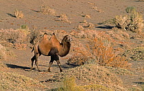 Wild Bactrian Camel (Camelus bactrianus) walking through desert landscape, Gobi National Park, Mongolia