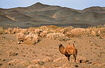 Wild Bactrian Camel (Camelus bactrianus) standing in desert landscape, Gobi National Park, Mongolia