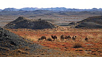Herd of Wild Bactrian Camels (Camelus bactrianus) grazing in desert landscape, Gobi National Park, Mongolia