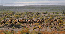 Herd of Wild Bactrian Camels (Camelus bactrianus) walking in desert landscape, Gobi National Park, Mongolia