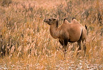 Young wild Bactrian Camel (Camelus bactrianus) standing in desert landscape, Gobi National Park, Mongolia
