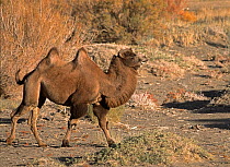 Wild Bactrian Camel (Camelus bactrianus) walking in desert landscape, Gobi National Park, Mongolia