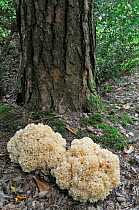 Cauliflower Fungus (Sparassis crispa) close-up, growing on woodland floor, UK, September