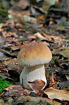 Cep / Penny Bun Fungus (Boletus edulis) Young specimen, growing on woodland floor, Sussex, England, UK, September