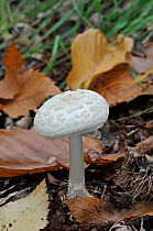False Deathcap fungus (Amanita citrina var alba) growing on woodland floor, UK, September