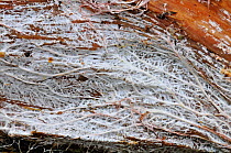 Fungal mycelium, close up growing on plant vegetation, Surrey, England, UK, October