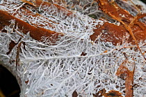 Fungal mycelium, close up growing on plant vegetation, Surrey, England, UK, October