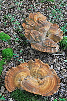 Giant Polypore fungus (Meripilus giganteus) growing on woodland floor, UK, August