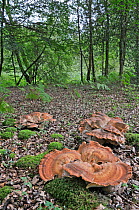 Giant Polypore fungus (Meripilus giganteus) growing in clusters on woodland floor, UK, August