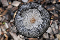 Hare's Foot Inkcap (Coprinus lagopus) close-up showing upturned gills. Growing on wood chips. Surrey, England, UK, September