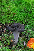 Horn of Plenty Fungus (Craterellus cornucopioides) Sussex, England, UK, October