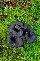 Horn of Plenty Fungus (Craterellus cornucopioides) Sussex, England, UK, October