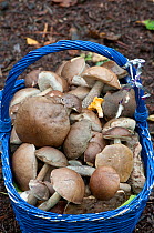 Mushrooms in a blue basket, collected by restaurant owner. Mainly Boletes / Leccinum, and Chanterelle. Surrey, England, UK, October 2010