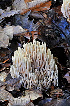 Upright Coral fungus (Ramaria stricta) in leaf litter, Sussex, England, UK, October
