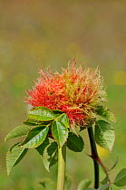 Robin's Pin Cushion / Bedeguar gall, on  Dog rose (Rosa canina) caused by the Gall Wasp (Diplolepis rosae) UK, September