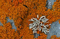 Orange coloured Seashore Lichens (Xanthoria parietina) and Sea Ivory (Ramalina siliquosa) UK, August