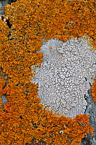 Orange coloured Seashore Lichens (Xanthoria parietina) and Ochrolechia parella. UK, August