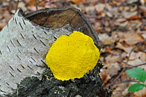 Dog Vomit Slime Mold (Fuligo septica) growing on rotten tree stump, UK, September