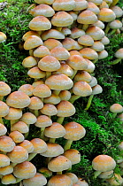 Sulphur Tuft Fungus (Hypholoma fasciculare) growing in clusters, Sussex, England, UK, September