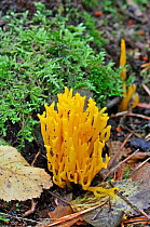Yellow Stagshorn Fungus (Calocera viscosa) growing on woodland floor, UK