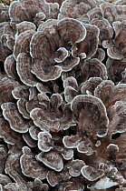 Zoned Rosette Fungus (Podoscypha multizonata) close-up. Sussex, England, UK, September
