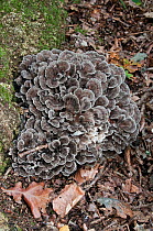 Zoned Rosette Fungus (Podoscypha multizonata) growing in Oak woodland, Sussex, England, UK, September