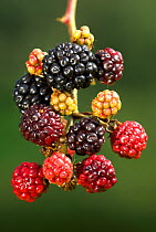 Blackberries (Rubus plicatus) fruit ripening on branch, close up,  Dorset, UK September 2008
