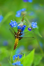 Broad-bodied chaser dragonfly (Libellula depressa) at rest on Alkanet flowers, Dorset, UK, May
