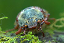 Cockchafer / May-bug (Melolontha sp) close-up head portrait, Dorset, UK May