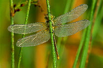 Common darter dragonfly (Sympetrum striolatum) at rest, covered in dew at dawn. Powerstock Common, Dorset, UK, July