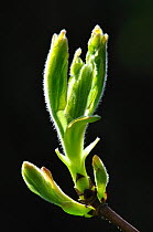 Field maple (Field maple) close-up of bud bursting Dorset, UK April