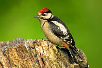 Juvenile Great Spotted Woodpecker (Dendrocopos major) perched on tree stump, Dorset, UK, June