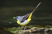 Grey Wagtail (Motacilla cinerea) collecting food for nestlings, at edge of stream, Dorset, UK, May