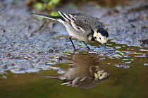Pied wagtail (Motacilla alba yarrellii) in stream, with reflections, Dorset, UK December