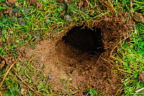 Entrance to Brown Rat (Rattus norvegicus) burrow. Dorset, UK January