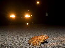 American toad (Bufo americanus) crossing road at night in front of car headlights, Philadelphia, Pennsylvania, USA, March