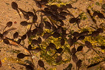 American toad (Bufo americanus) tadpoles congregating at edge of creek; Fairmount Park, Philadelphia, Pennsylvania, USA, May