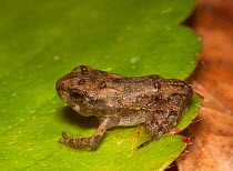 American toad (Bufo americanus) toadlet sitting on leaf; losing tail; Philadelphia, Pennsylvania, USA, May