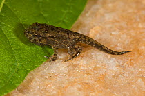 American toad (Bufo americanus) toadlet with tail:  metamorphosing; Philadelphia, Pennsylvania, USA, June