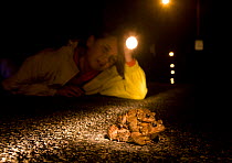 Girl watching male and female American toads (Bufo americanus) in amplexus crossing road at night; Philadelphia, Pennsylvania, USA. March