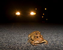 Male and female American toads (Bufo americanus) in amplexus on road at night, with car headlights behind. Philadelphia, Pennsylvania, USA. March