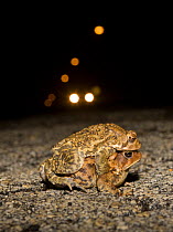 Male and female American toads (Bufo americanus) in amplexus on road at night, with car headlights behind. Philadelphia, Pennsylvania, USA