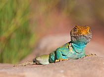 Collared Lizard (Crotaphytus collaris). Colorado National Monument, CO, USA