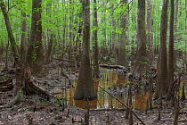 Bald cypress (Taxodium distichum) and Water tupelo (Nyssa aquatica) swamp. Congaree National Park, SC, USA. April