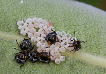 Green Stinkbug nymphs (Acrosternum hilare / Chinavia hilaris) and egg shells on milkweed leaf. Philadelphia, Pennsylvania, USA