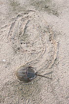 Horseshoe crab (Limulus polyphemus) making a spiral trail on spawning beach. Delaware Bay, NJ