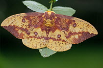 Imperial moth (Eacles imperialis) on leaves. Philadelphia, PA, USA