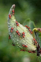Large milkweed bug nymphs (Oncopeltus fasciatus) on common milkweed pod (Asclepias syriaca). Philadelphia, Pennsylvania, USA. July